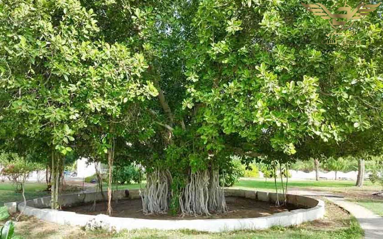 درخت-سبز
